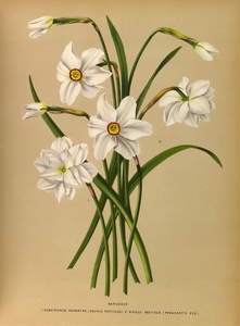Album van Eeden : Haarlems flora : 1872-1881