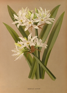 Album van Eeden : Haarlems flora : 1872-1881