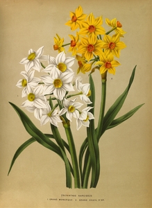 Album van Eeden : Haarlems flora : 1872-1881