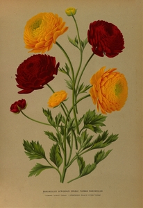 Album van Eeden : Haarlems flora : 1872-1881