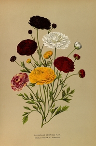 Album van Eeden : Haarlems flora : 1872-1881