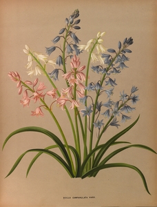 Album van Eeden : Haarlems flora : 1872-1881