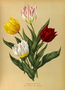 Album van Eeden : Haarlems flora : 1872-1881
