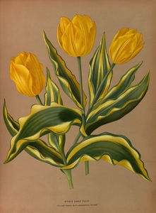 Album van Eeden : Haarlems flora : 1872-1881