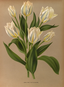 Album van Eeden : Haarlems flora : 1872-1881