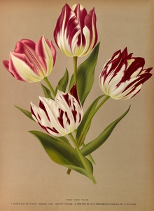 Album van Eeden : Haarlems flora : 1872-1881
