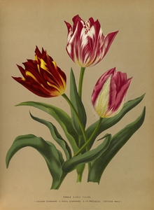 Album van Eeden : Haarlems flora : 1872-1881