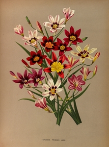 Album van Eeden : Haarlems flora : 1872-1881