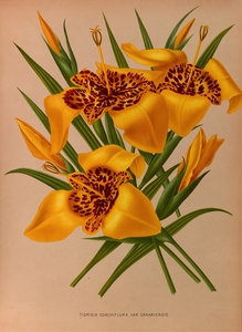 Album van Eeden : Haarlems flora : 1872-1881