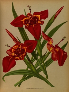 Album van Eeden : Haarlems flora : 1872-1881
