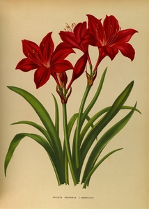 Album van Eeden : Haarlems flora : 1872-1881