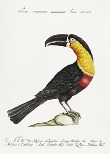 Tucana Piperivora Mangiapepe Toucan