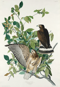 Broad-winged Hawk
