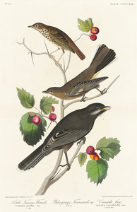 Little Tawny Thrush Ptiliogonys Townsendi and Canada Jay