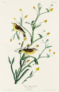 Yellow Red-poll Warbler