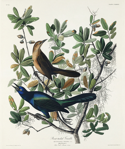 Boat-tailed Grackle