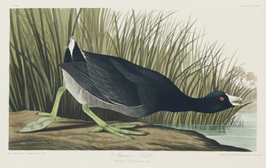 American Coot