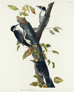 Three-toed Woodpecker