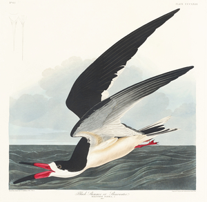 Black Skimmer