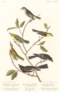 Little Tyrant Flycatcher Small-headed Flycatcher Blue Mountain Warbler Bartrams Vireo Short-legged Pewee and Rocky Mountain Fly-catcher