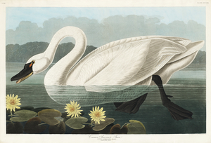Common American Swan