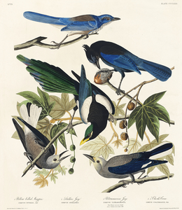 Yellow-Billed Magpie Stellers Jay Ultramarine Jay and Clarks Crow