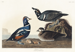 Harlequin Duck