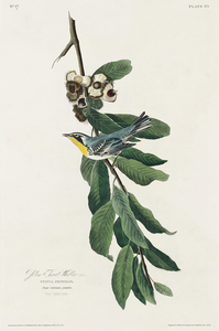 Yellow Throated Warbler
