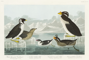 Black-throated Guillemot Nobbed-billed Auk Curled-crested Auk and Horned-billed Guillemot