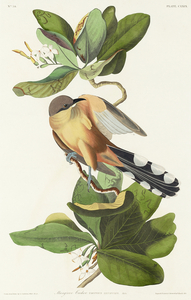 Mangrove Cuckoo