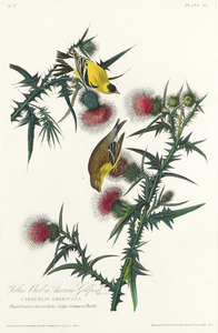 American Goldfinch