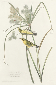 Prairie Warbler