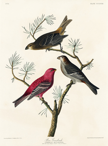 Pine Grosbeak