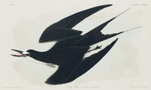 White-bellied Swallow