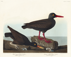 White-legged Oyster-catcher or Slender-billed Oyster-catcher
