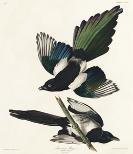American Magpie