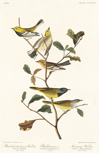 Black-throated green Warbler Blackburnian and Mourning Warbler