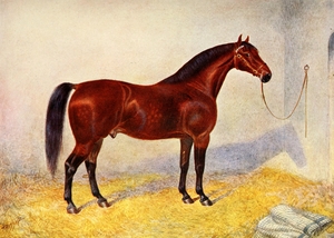 Cleveland Bay Stallion Sultan Frank Babbage English 1858–1916