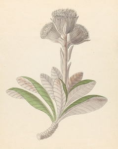 Arnica [Oldenburgia grandis] 1817