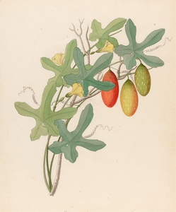 Cucumis Melothria pendula [Coccinea quinqueloba] 1817