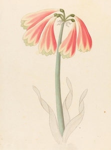 Cyrtanthus oblig [Cyrtanthus obliquus] 1817