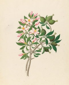 Gardenia Nov. Sp. [Hyperacanthus amoenus] 1817