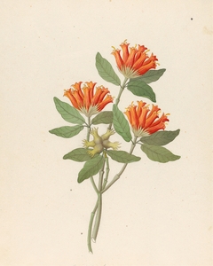Gardenia Nova Sp. [Burchellia bubalina] 1817