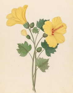 Hibiscus [Hibiscus calyphyllus] 1817