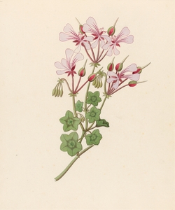 Pelargonium peltatum 1817
