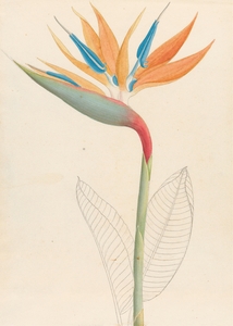 Strelitzia Reginae 1817