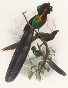 Astrapia nigra 1873
