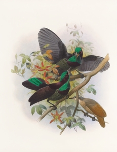 Ptiloris Victorie 1873