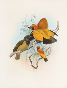 Xanthomelus aureus 1873