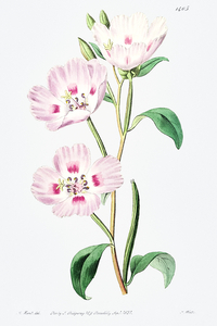 The spotted blush enothera from Edwards Botanical Register 1829-1847  by Sydenham Edwards John Lindley and James Ridgway.